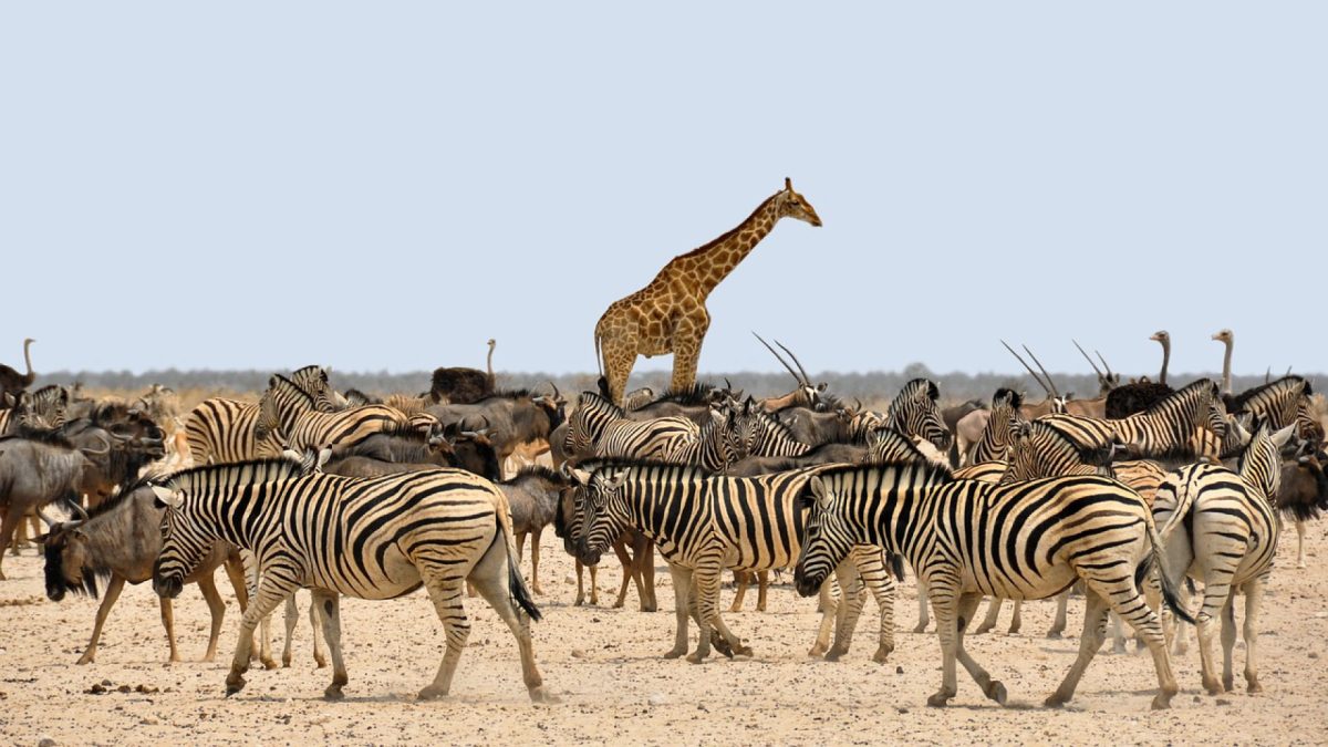 Partez à l'aventure lors d'un circuit en Namibie