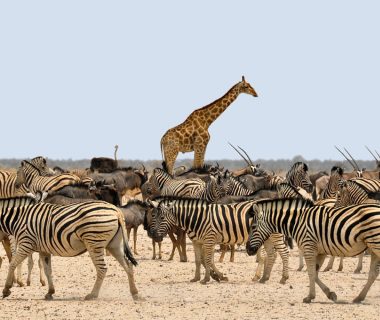 Partez à l'aventure lors d'un circuit en Namibie