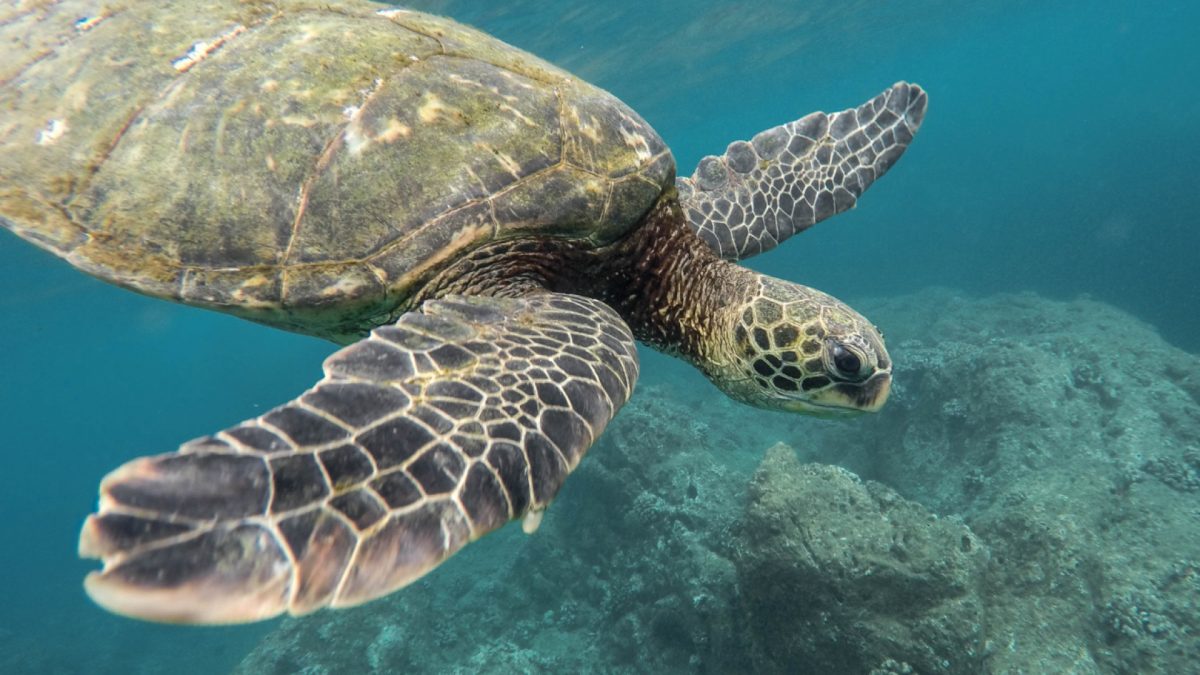 Explorez les merveilles sous-marines des Maldives