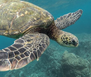 Explorez les merveilles sous-marines des Maldives